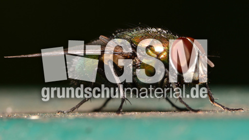 Schmeißfliege (14).jpg